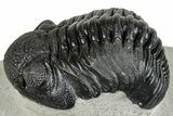 Bargain, Curled Pedinopariops Trilobite - Mrakib, Morocco #287710-1